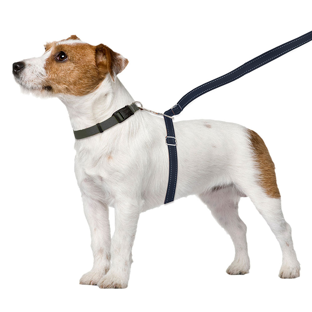 03_-_ThunderLeash_Standard_No-Pull_Leash_for_Dogs_-_Black_-_Leash_on_Dog.jpg